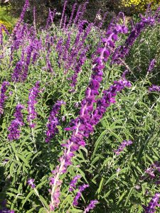 Salvia Leucantha - Vivero Multiplant