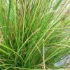 Carex Verde Vivero Multiplant