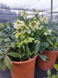 Eléboro Vivero Multiplant