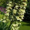 Huilmo Vivero Multiplant