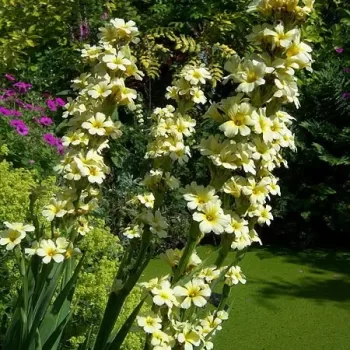 Huilmo Vivero Multiplant