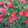 Callistemon Metrosidero | Vivero Multiplant