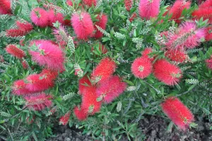 Callistemon Metrosidero | Vivero Multiplant