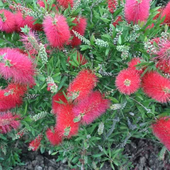 Callistemon Metrosidero | Vivero Multiplant