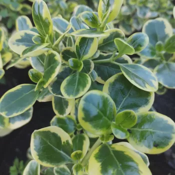 Coprosma Variegado | Vivero Multiplant