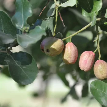 Cryptocarya alba | Vivero Multiplant
