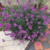 Erysimum linifolium | Vivero Multiplant