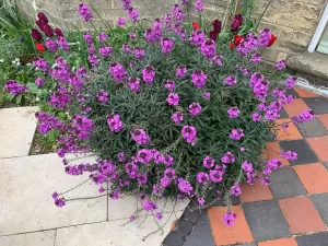 Erysimum linifolium | Vivero Multiplant