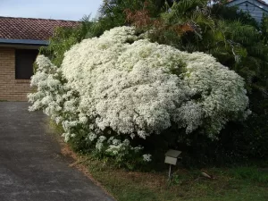 Pascualina | Vivero Multiplant
