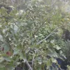Peumo | Vivero Multiplant