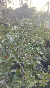 Peumo | Vivero Multiplant