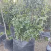 Vivero Multiplant | Peumo
