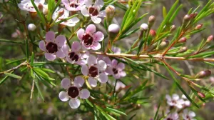 Wax Flower Vivero Multiplant