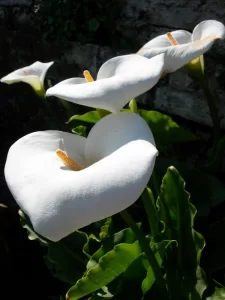 Cala - Vivero Multiplant