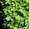 Voqui - Cissus striata | Vivero Multiplant