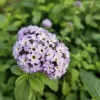 Heliotropo Morado - Vivero Multiplant