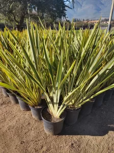 Pita Variegada | Vivero Multiplant
