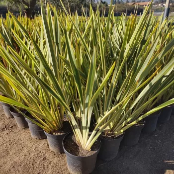 Pita Variegada | Vivero Multiplant