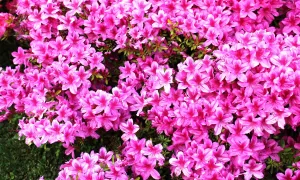 Azaleas | Vivero Multiplant