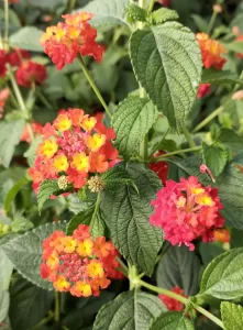 Lantana Enana - Sellowiana | Vivero Multiplant