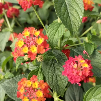 Lantana Enana - Sellowiana | Vivero Multiplant