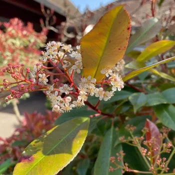 Photinia - Fotinia | Vivero Multiplant