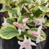 Veigelia Variegada | Vivero Multiplant