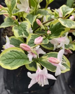 Veigelia Variegada | Vivero Multiplant