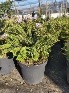Verónica Tallo Rojo | Vivero Multiplant