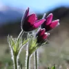 Anemona - Anemone | Vivero Multiplant