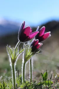 Anemona - Anemone | Vivero Multiplant
