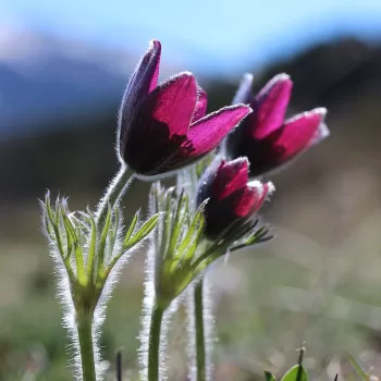Anemona - Anemone | Vivero Multiplant