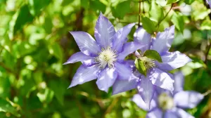 Clematis - Multiplant-Vivero