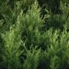 Thuja Elegans - Vivero Multiplant