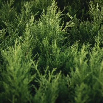 Thuja Elegans - Vivero Multiplant