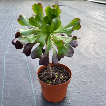 Aeonium Atropurpureum m-21