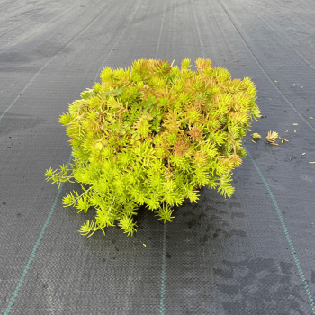 Petrosedum Prinatum Amarillo m-21