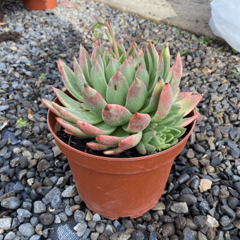 Echeverria Agavoide m-21