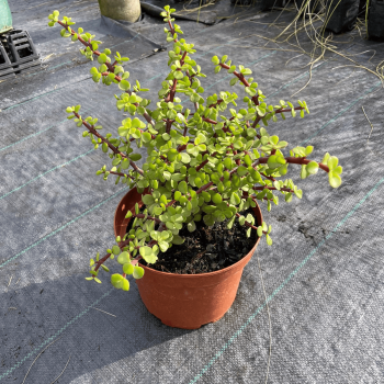 Portulacaria Afra Jade Enano m-21