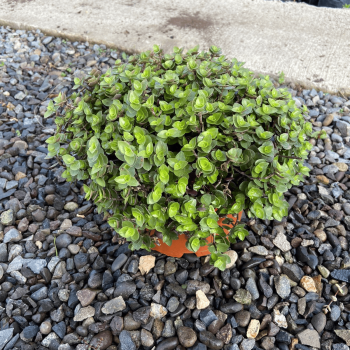 Callisia Repens m-21