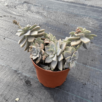 Graptopetalum Rusbyi m-21