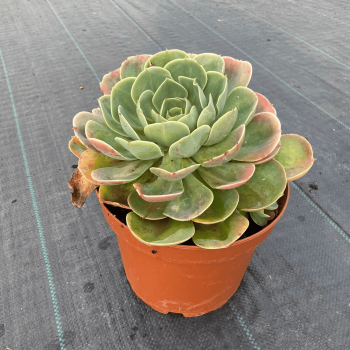 Echeverria Elegans Rose m-21