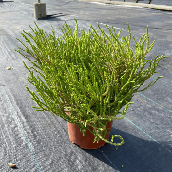 Crassula Muscosa m-21