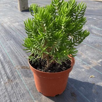Crassula Tetragona m-21