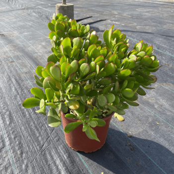 Crassula Ovata Arbol De Jade m-21