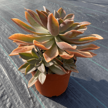 Graptopetalum Paraguayense m-21