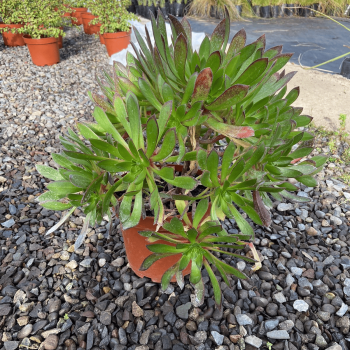 Aeonium Atropurpureum Enano m-21