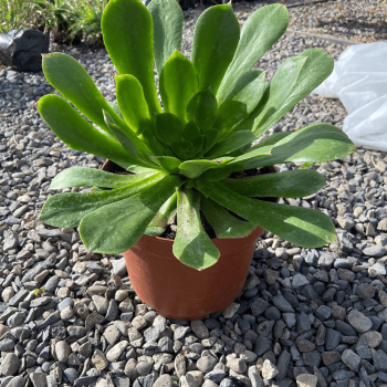 Aeonium Canariense m-21