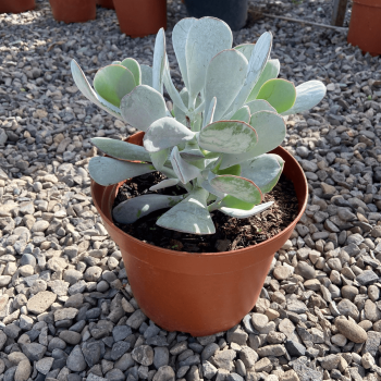 Cotyledon Orbiculata m-21