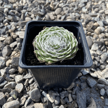Sempervivum Arachnoideum m-9x9